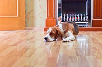 are engineered hardwood floors good for dogs